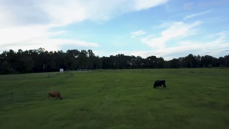 Drone-Barriendo-Bajo-Vuelo-En-Un-Campo-Entre-Dos-Vacas