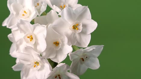 Flores-De-Narciso-Blanco-De-Papel