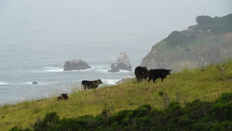 Vacas-En-La-Costa-Del-Norte-De-California
