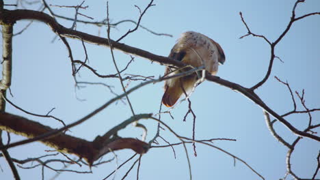 View-from-below-of-a-red-tailed-hawk-sitting-perched-on-a-branch-above