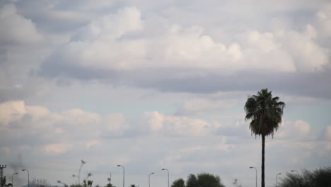 Clouds-above-palm-tree-Time-lapse