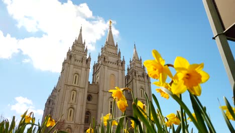 A-low-angle-pan-of-the-Salt-Lake-temple-with-daffodils-in-front-to-them-in-utah-at-the-center-of-the-church-of-Jesus-Christ-of-Latter-day-Saints