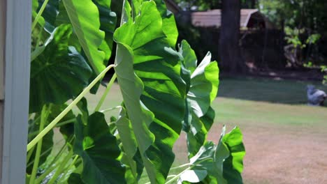 Elephant-Ears-Swaying-in-the-Wind-on-a-Summer-Day