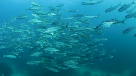 A-large-group-of-schooling-fish-swimming-near-a-scuba-diver