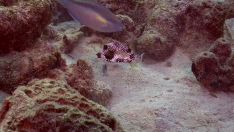 Spotted-Boxfish-and-Parrotfish