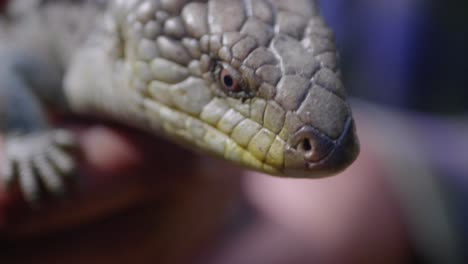 A-close-up-shot-of-a-blue-tongue-lizard-being-handled-and-poking-out-his-blue-tongue