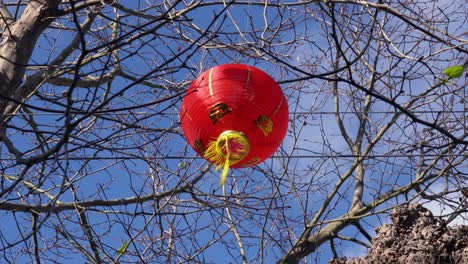 A-Red-Chinese-Lantern-Hanging-In-A-Tree-For-Lunar-New-Year-Of-The-Pig-Blows-In-The-Wind-In-Chinatown-Parade-In-San-Francisco-California-In-Daytime