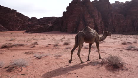 Un-Orgulloso-Camello-De-Cabello-Castaño-Camina-Por-La-Carretera-En-Un-Desierto-De-Wadi-Rum