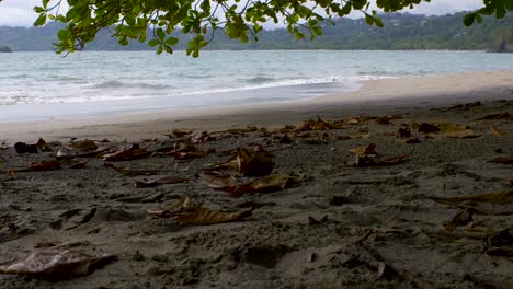 Abgefallene-Blätter-Fangen-Die-Meeresbrise-An-Einem-Strand-In-Costa-Rica-Ein