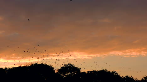 A-large-flock-of-Jackdaws-and-rooks-leaving-their-roost-in-the-trees-at-dawn,-against-a-beautiful-orange-sky