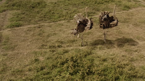 Two-ostriches-walking-in-Serengeti-great-Valley,-Serengeti-National-Park,-Tanzania