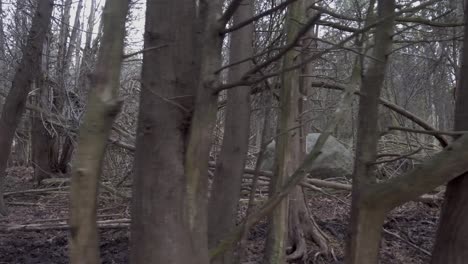 Walk-through-a-creepy-forest-filled-with-dead-trees