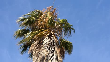 Top-of-a-tall-palm-tree-swaying-in-a-very-strong-wind