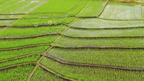 Birds-Eye-view-of-rice-paddies-in-Canggu-Bali-with-rice-plants-in-various-stages-of-growth
