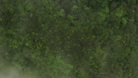 Aerial-shot-flying-over-a-dense-jungle-canopy