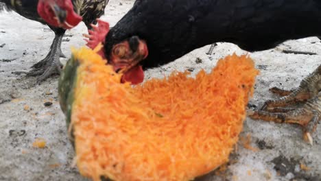 Video-Von-Hühnern,-Die-Ein-Stück-Kürbis-Essen