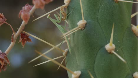 Una-Mantis-Religiosa-Se-Aferra-A-Un-Gran-Cactus-De-Cerca