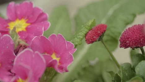 Hübsche-Rosa-Blumen-Im-Garten