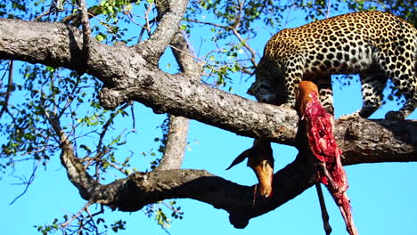 Young-male-leopard-moves-carcass-too-another-spot-in-a-tree-in-the-African-wilderness
