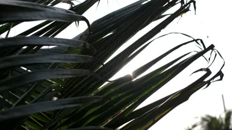 Slow-motion:-Palm-tree-in-the-wind