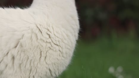 White-Cat-Chew-Plant-in-Grass-Lawn