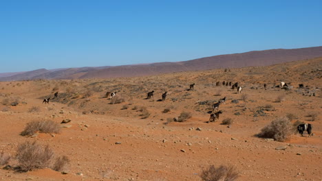 Driving-by-a-herd-of-goats-in-the-desert-of-Morocco,-shot-handheld