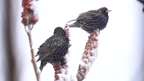 Dos-Pájaros-En-La-Nieve-Alimentándose-De-Bayas