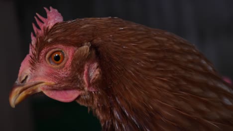 Close-up-handheld-shot-of-a-Chicken-looking-around,-indoors