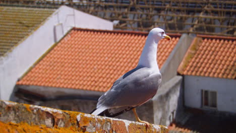 Close-up-shot-of-a-seagull-standing-on-a-rooftop-with-houses-on-the-background-on-a-sunny-day