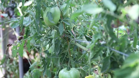 Im-Garten-Wachsen-Grüne-Tomaten
