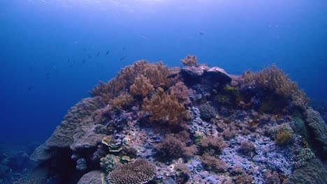 Viele-Kleine-Rifffische-Schwammen-An-Einer-Großen-Korallenstruktur-Vorbei,-Im-Hintergrund-Die-Wasseroberfläche-Und-Die-Sonne