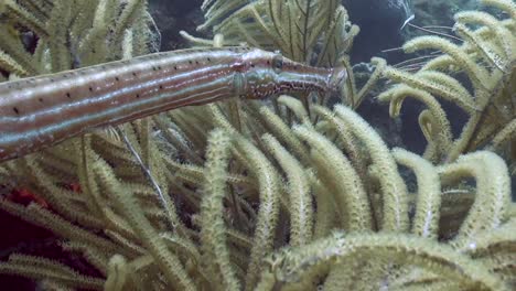 Dynamic-close-shot-of-Trumpetfish-in-soft-coral
