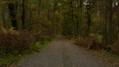 Ein-Eindruck-Der-Naturfarbszene-Im-Herbst,-Fallende-Blätter-Auf-Den-Straßen
