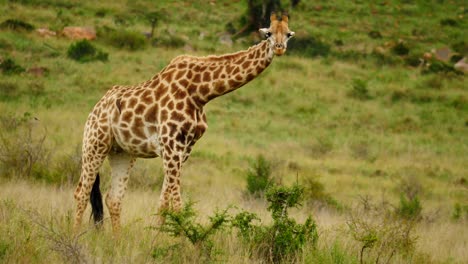 Adult-giraffe-eating-leaves-from-small-thorn-tree,-lifts-head,-licks-nose-with-purple-tongue,-flicks-tail-to-chase-oxpeckers-and-walks-away-in-long-grass