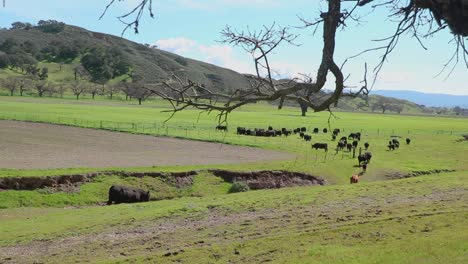 Camera-slides-to-the-right-behind-an-oak-tree-as-cattle-in-the-distance-quietly-graze