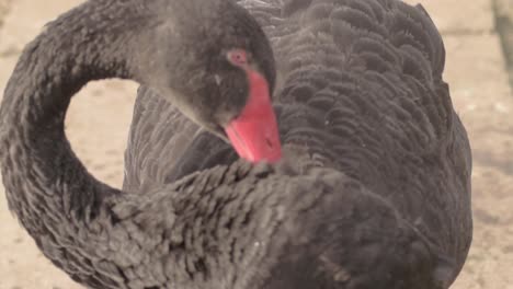 Black-swan-grooming