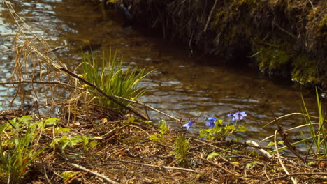 Wunderschöne-Blaue-Sumpfveilchen-Vor-Einem-Kleinen-Fluss
