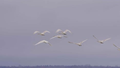 Cisnes-Cantores-Volando-Sobre-El-Lago-Congelado