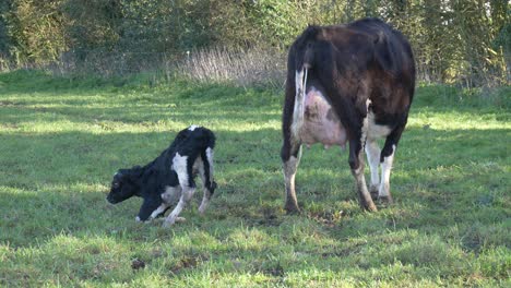 Slow-motion:-new-born-baby-calf-trying-to-stand-whilst-being-cleaned