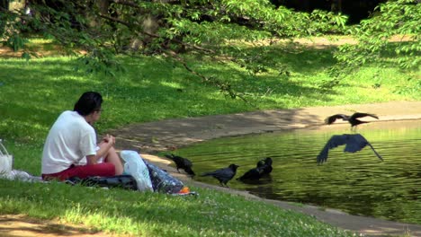 A-couple-at-a-picnic-in-Yoyogi-park-and-watching-crows-drinking-and-bathing