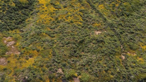 Drone-shot-of-beautiful-yellow-wildflower-covered-mountain-during-California-Super-Bloom