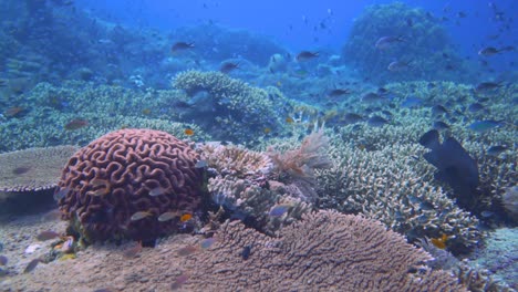 Deslizamiento-Rápido-Sobre-Un-Arrecife-De-Coral-En-Raja-Ampat-Con-Muchos-Corales-De-Mesa-Grandes