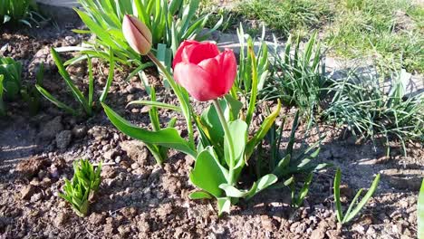 Rote-Tulpe-Im-Frühling