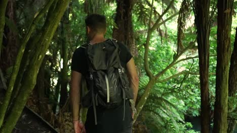 Young-caucasian-man-from-behind-walking-through-native-lush-forrest-along-Putaruru-Blue-Spring-Creek-in-New-Zealand