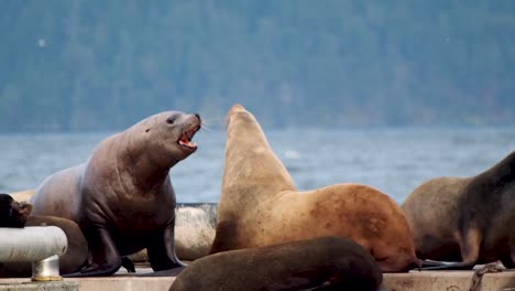 Sea-lions-on-a-dock-fighting