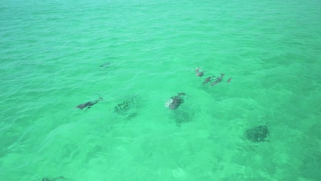 Delfines-Jugando-En-El-Agua