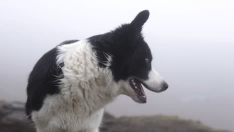 SLOW-MOTION:-Cute-Border-Collie-in-moody-area-of-the-scottish-higlands