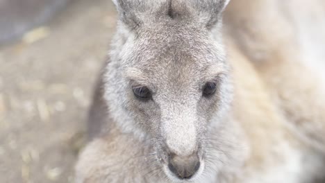 Canguro-Joven-En-La-Conservación-Australiana