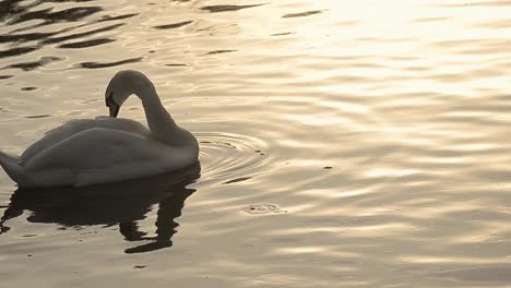 White-swan-floating-on-lake-at-sunset