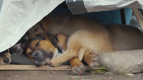 Mehrere-Hunde-Schlafen-In-Einem-Kleinen-Schmutzigen-Tierheim-In-Einem-Flüchtlingslager